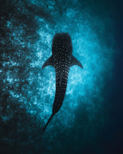 Load image into Gallery viewer, Solitary