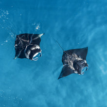 Load image into Gallery viewer, Parallel